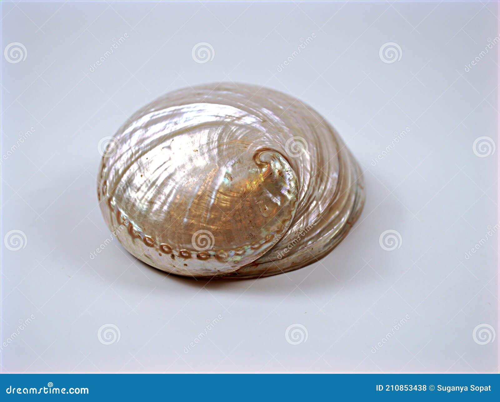 sea shell haliotis diversicolor animal , mollusca  on white background ,white shiny shell