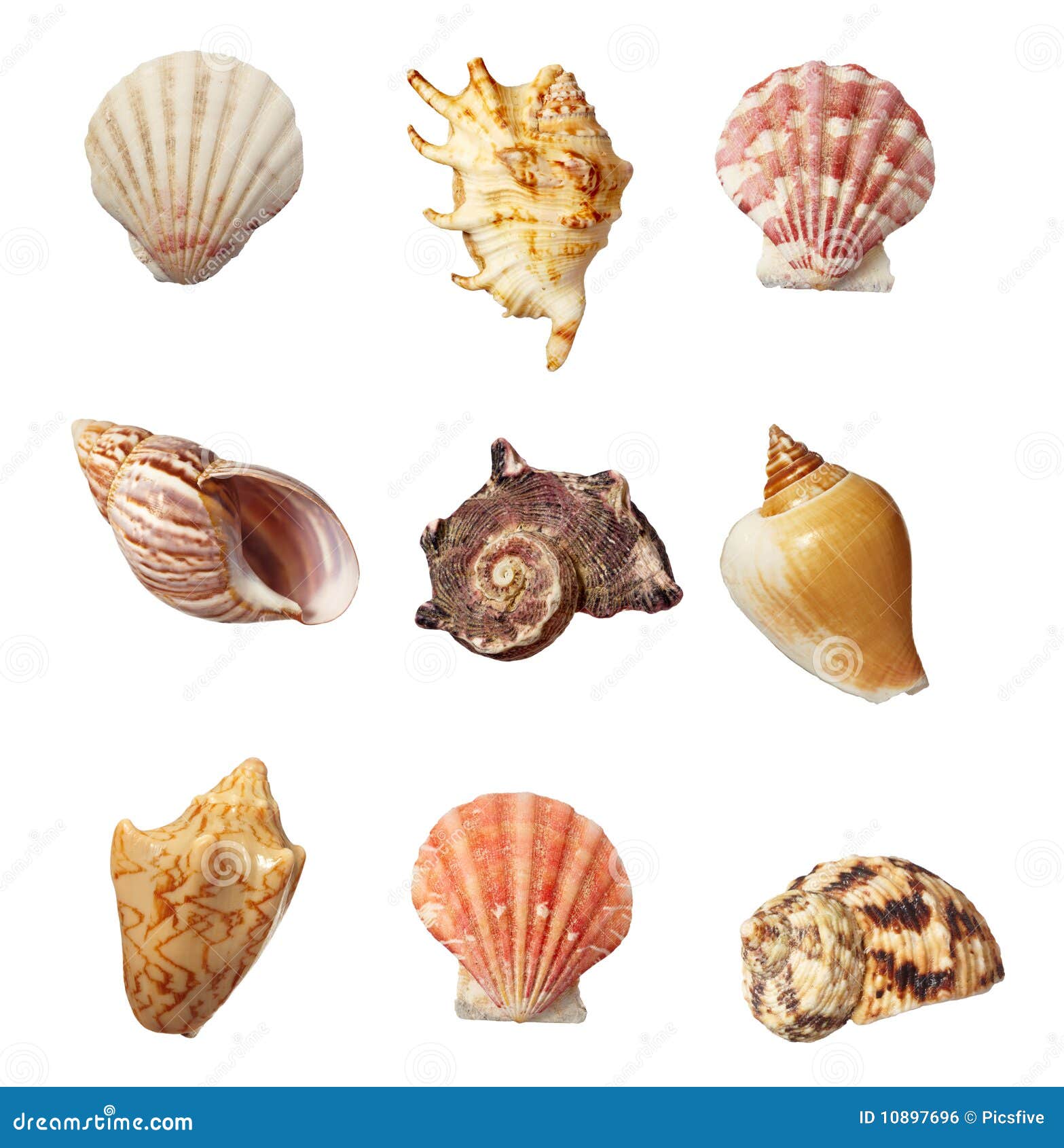 Sea shell holiday travel stock photo. Image of beautiful 10897696