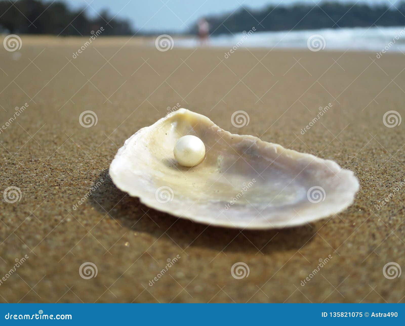 Sea Shell on the Sandy Beach Stock Image Image of sand, shell 135821075