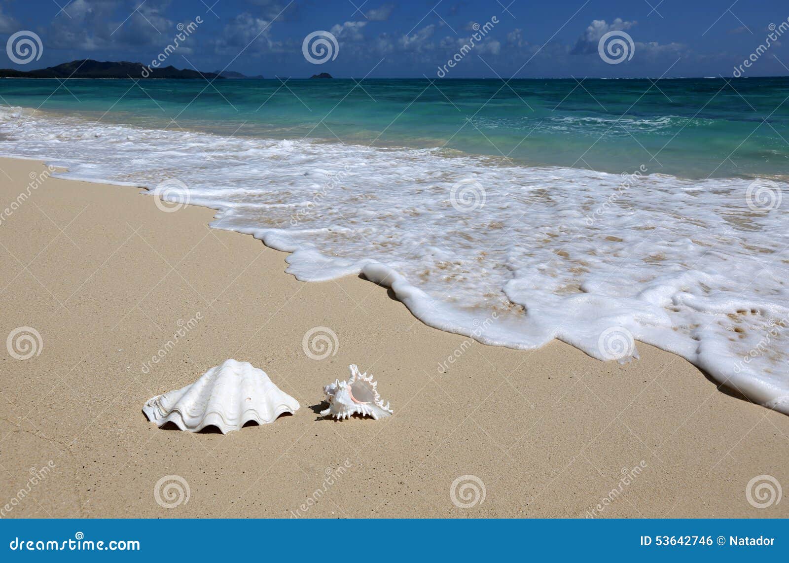 Sea Shell Sandy Beach Wave Hawaii Stock Photo Image of idyllic