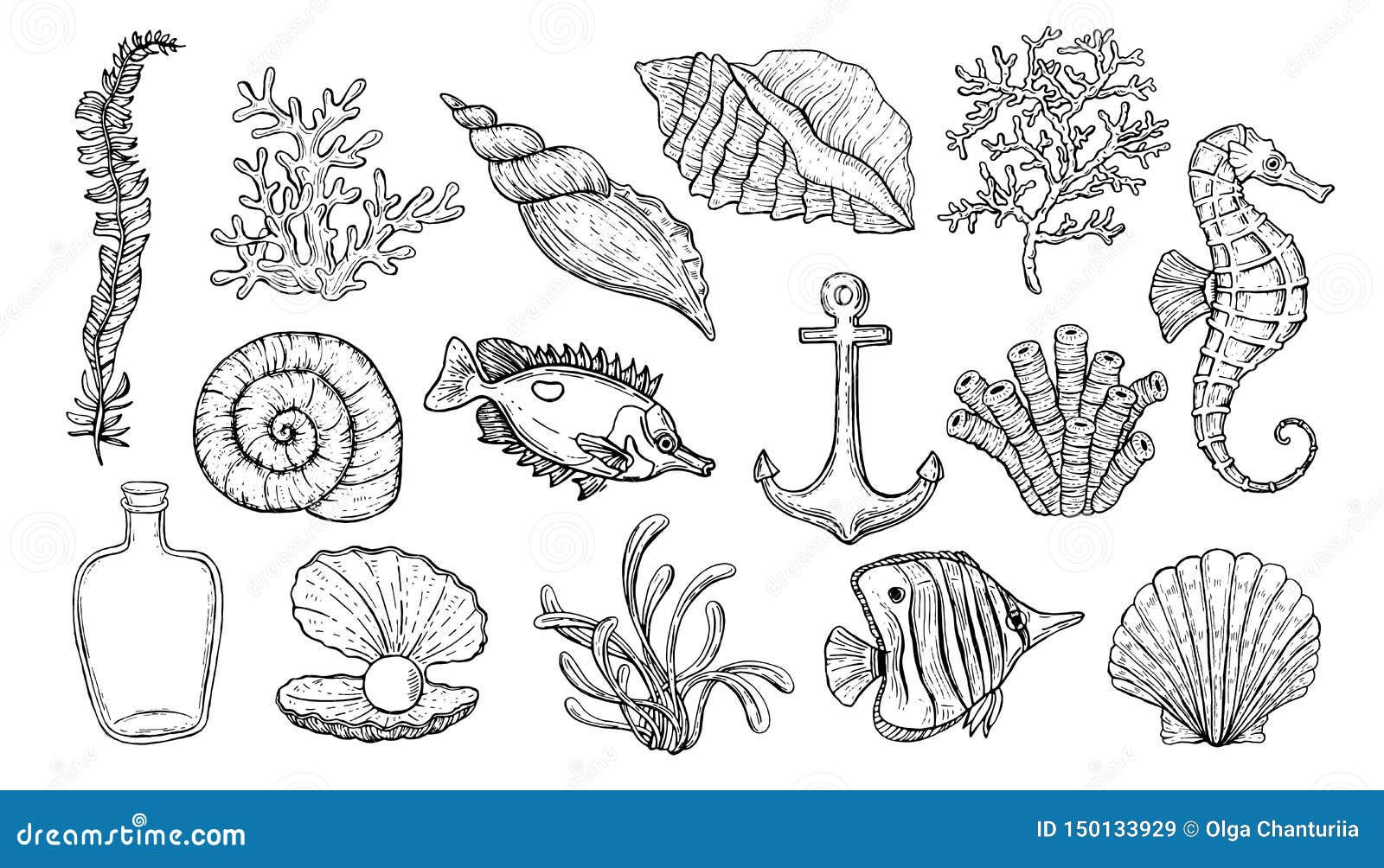 Водоросли ракушки. Ракушки водоросли. Ракушки и водоросли картинки. Морские водоросли рисунок. Морская раковина рисунок.