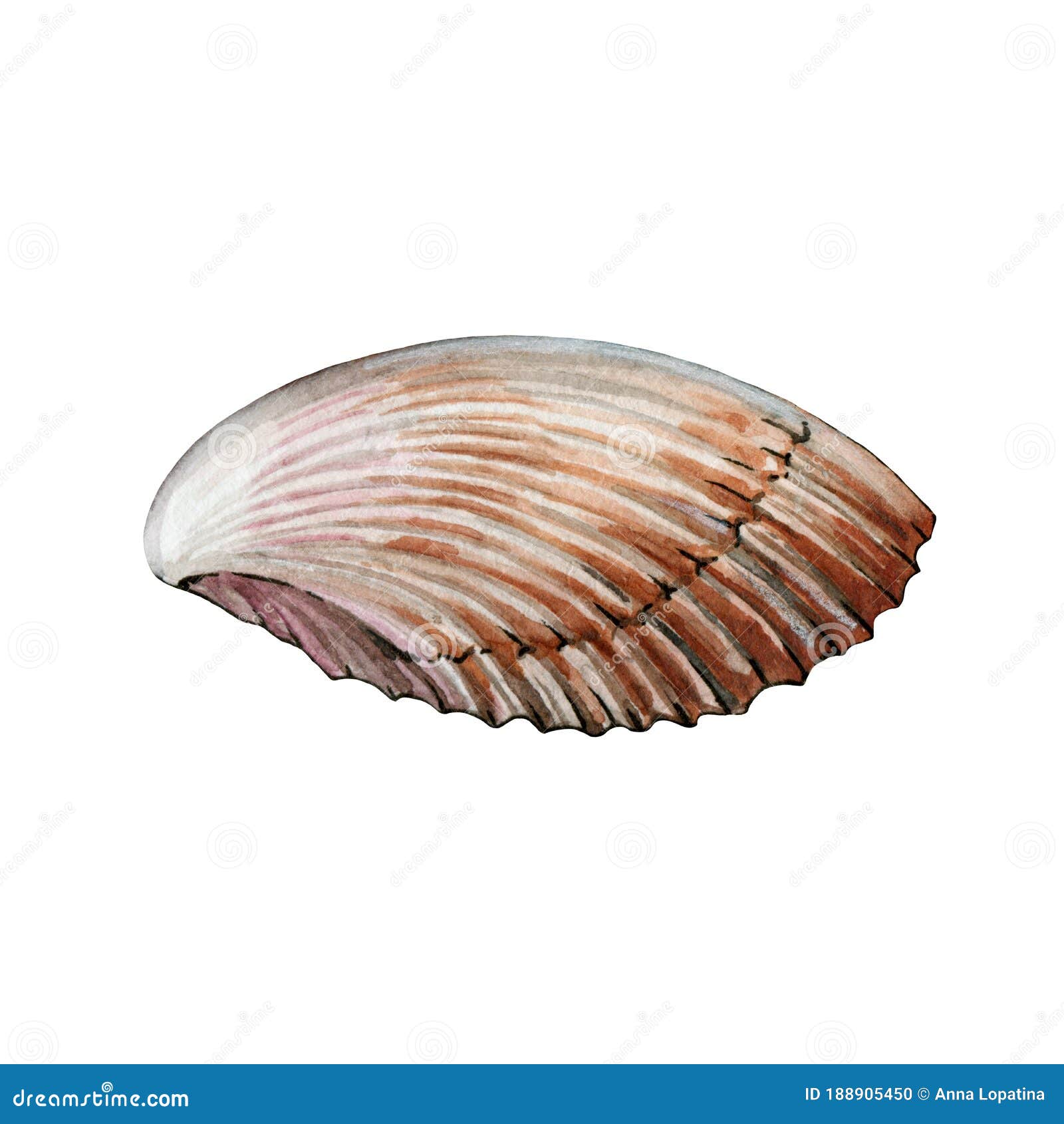 Sea Shell Side View Watercolor Illustration. Hand Drawn Close Up