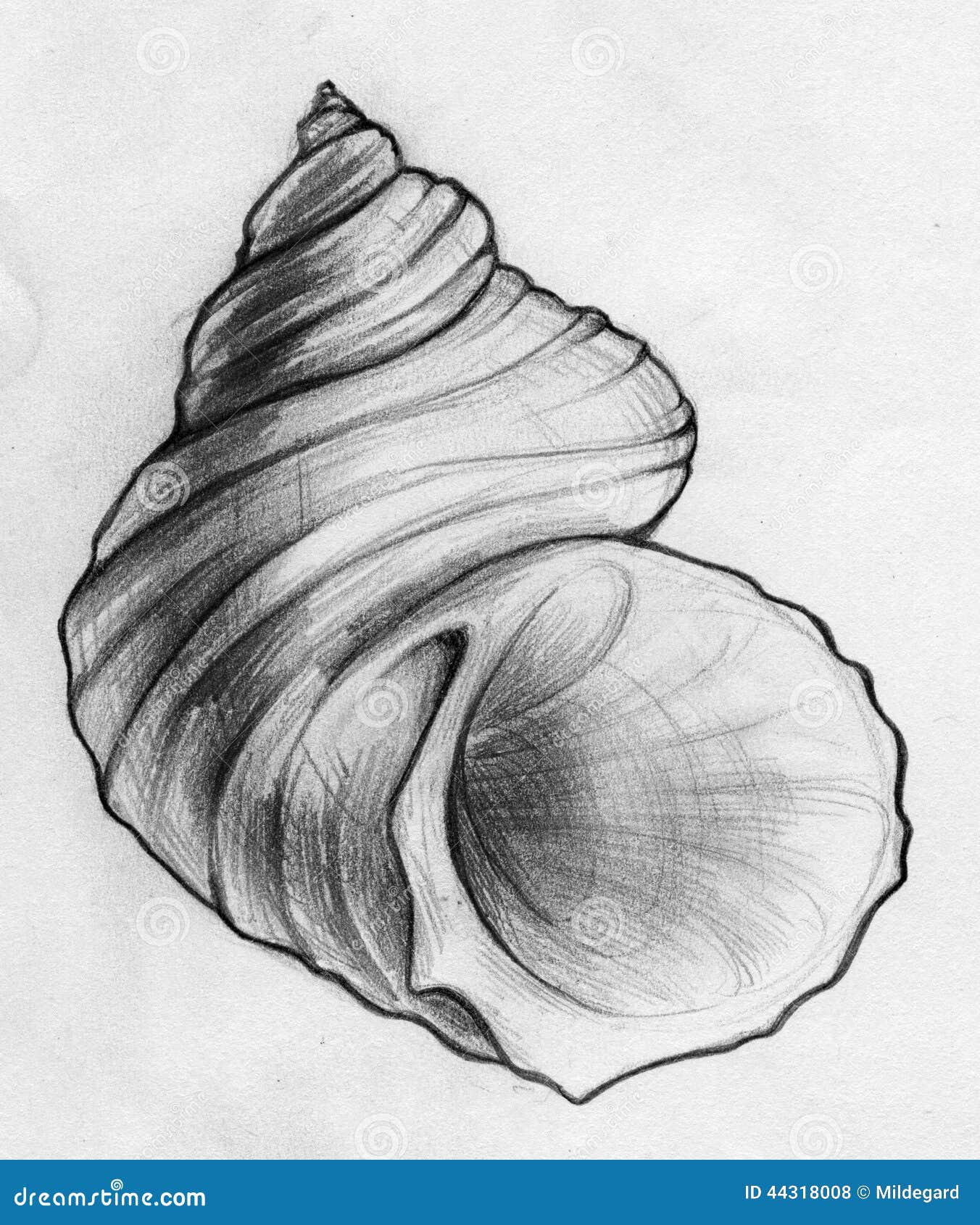250 Detailed Pencil Sketch Of A Seashell Illustrations RoyaltyFree  Vector Graphics  Clip Art  iStock