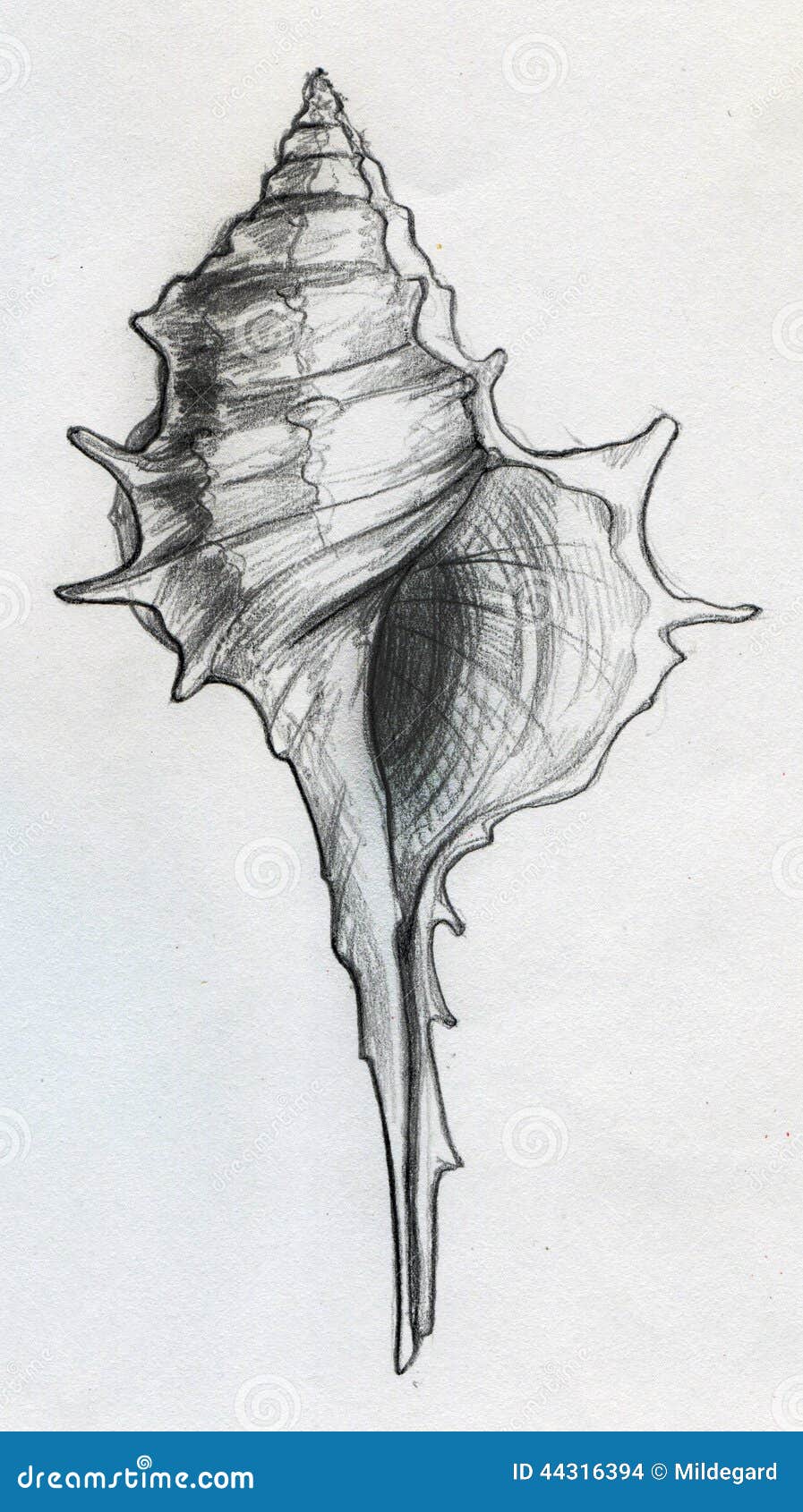 Seashell Drawing Using Arteza Drawing Pencil Set  Arteza Camp Day 4   Artezacom