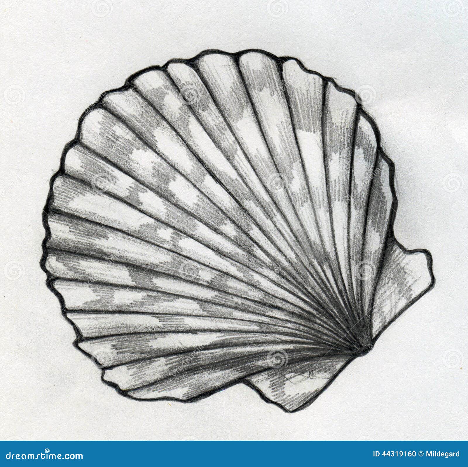 Single closed sea shell vector line engraving  Stock Illustration  84679955  PIXTA