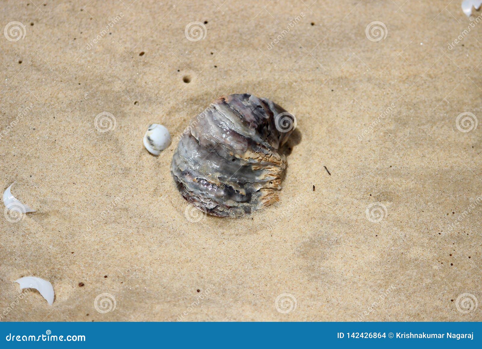 Beach Sand Shells Images – Browse 285,700 Stock Photos, Vectors