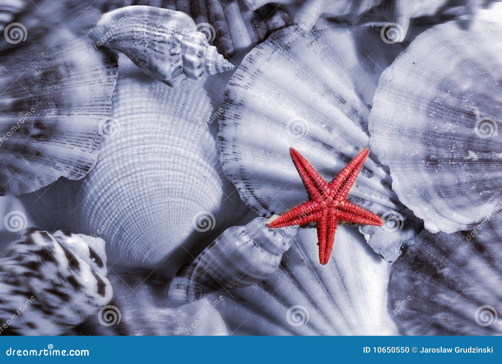 Sea shells background stock photo. Image of shellfish - 10650550