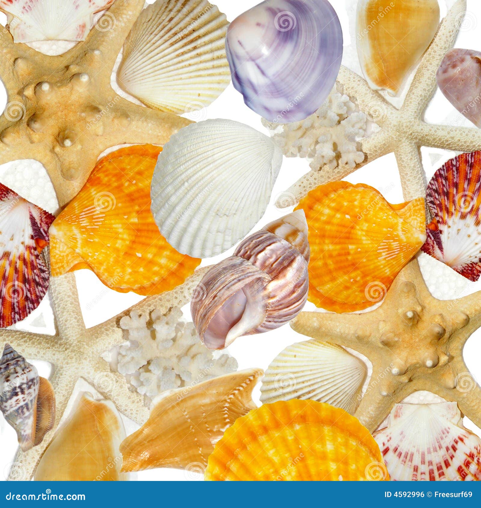 Sea shells background stock photo. Image of outdoor, multiplay - 4592996