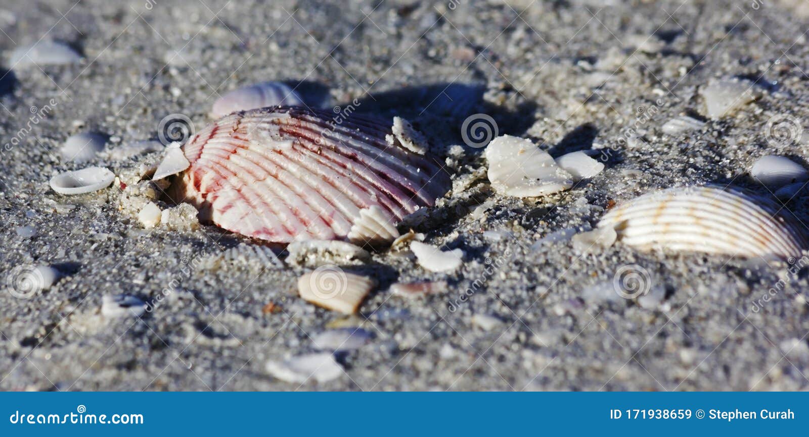 Sea shells on the beach stock image. Image of seashell 171938659