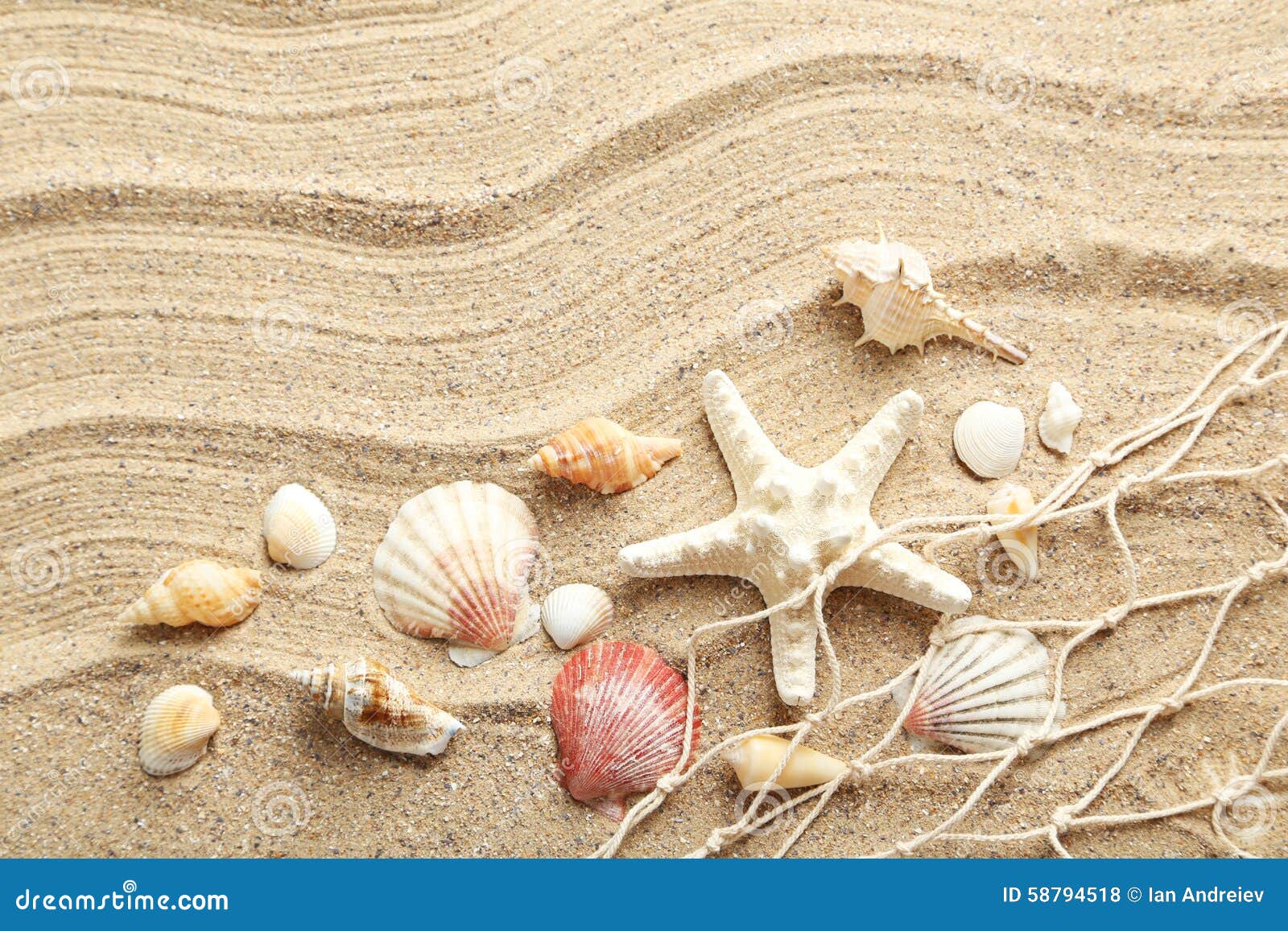 Best Time To Find Seashells Orange Beach Best Time To Find Seashells Orange Beach