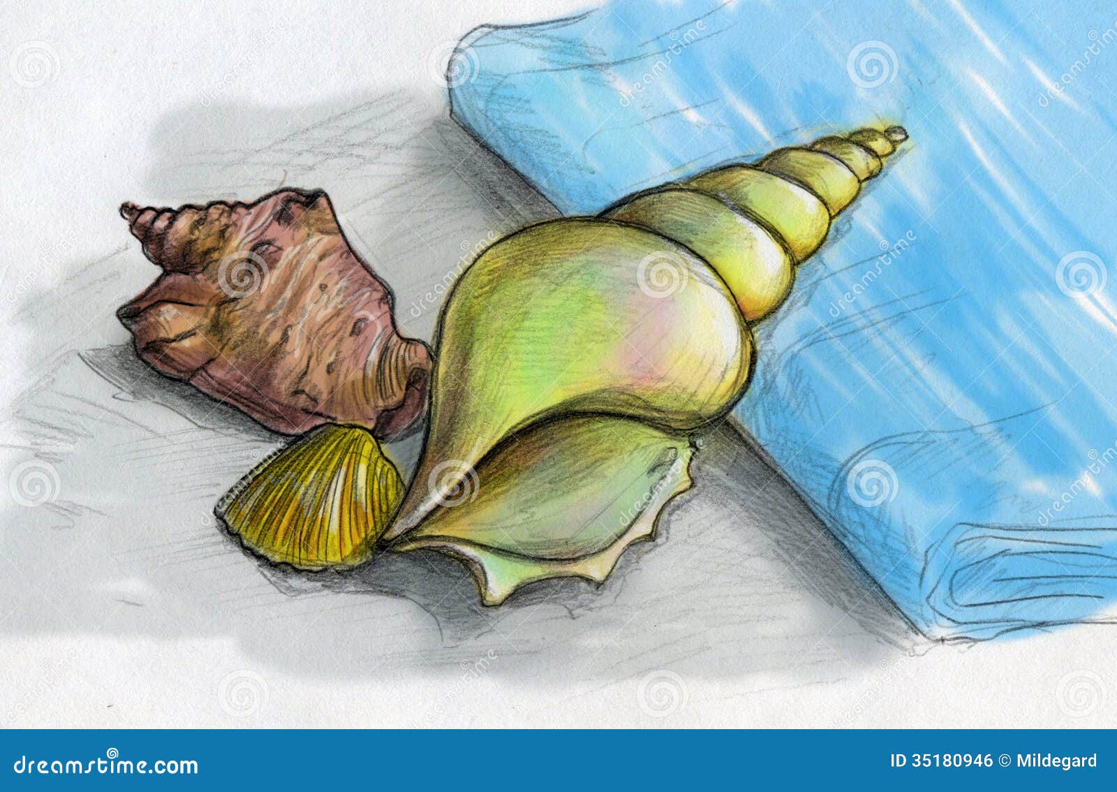 Drawing Seashells with Watercolor Pencils