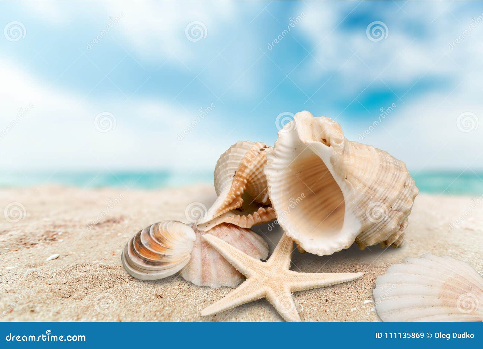 sea shells on sandy beach background