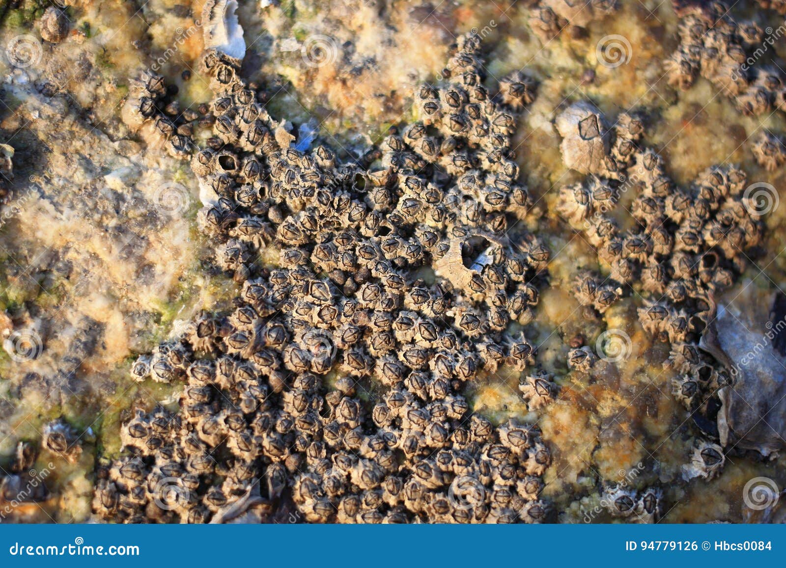 The Sea Shells on the Rocks Stock Photo Image of shells, details