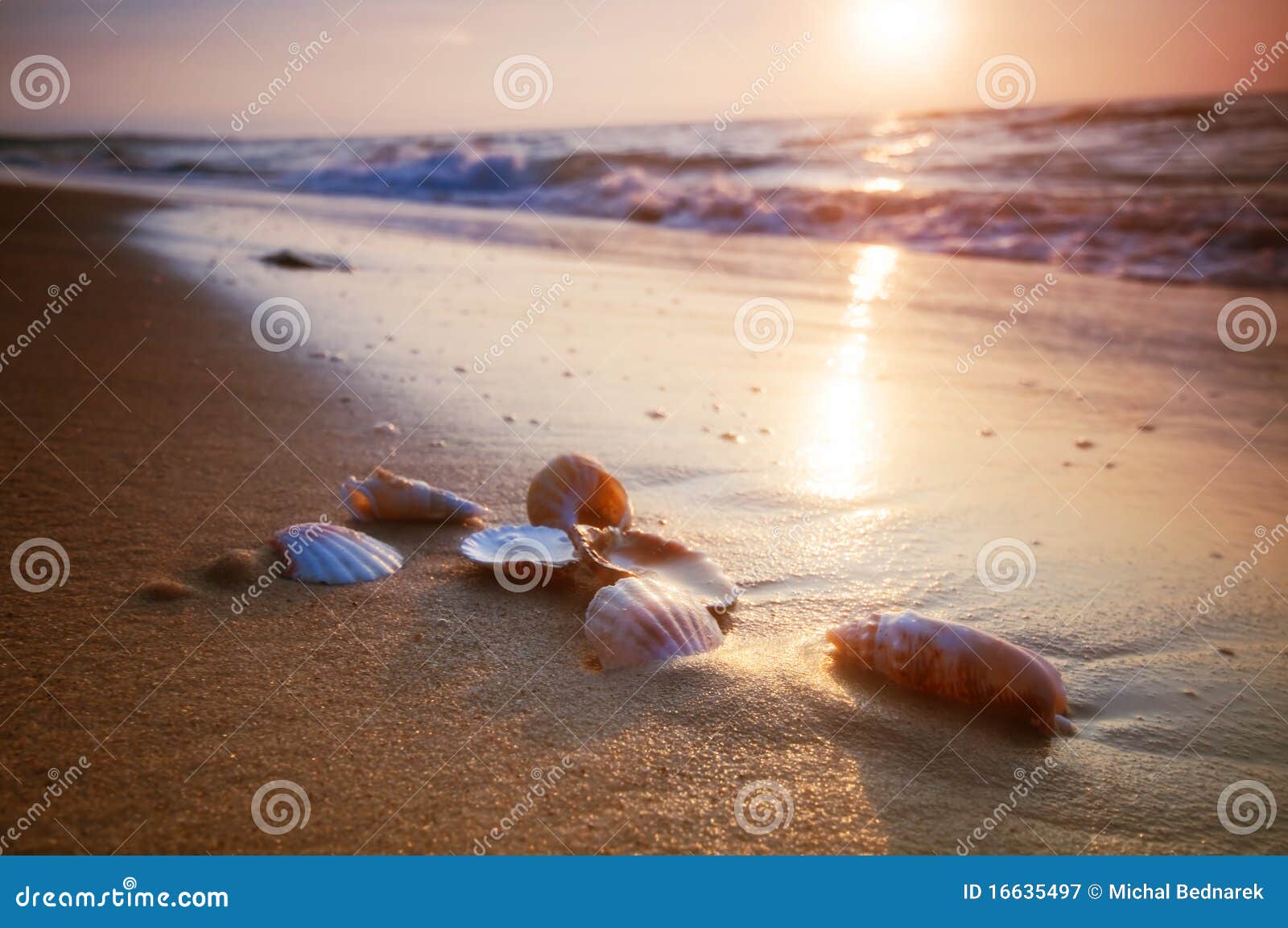 sea shells on sand