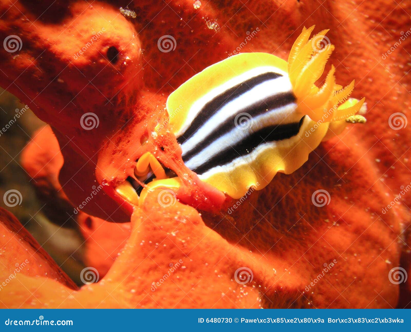Sea Slug eating red sponge stock photo. Image of fiji 6480730