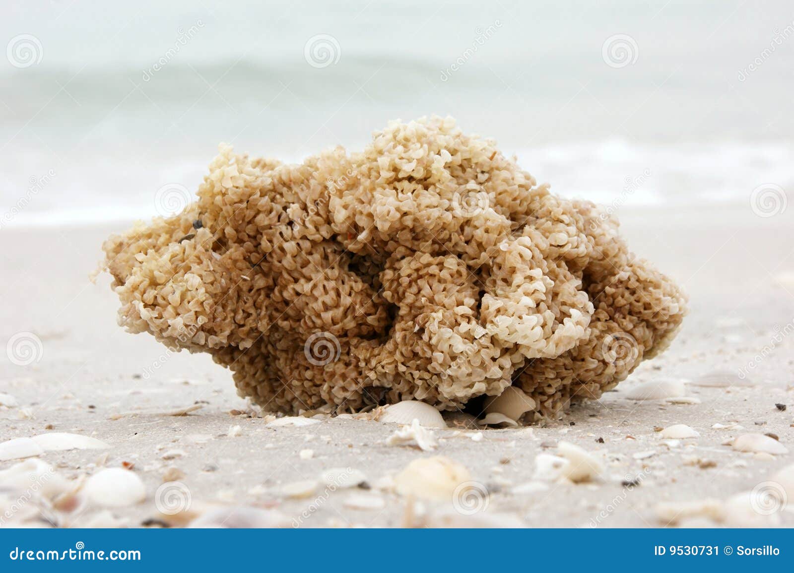 Sea sponge on beach stock image. Image of beach, seasponge 9530731