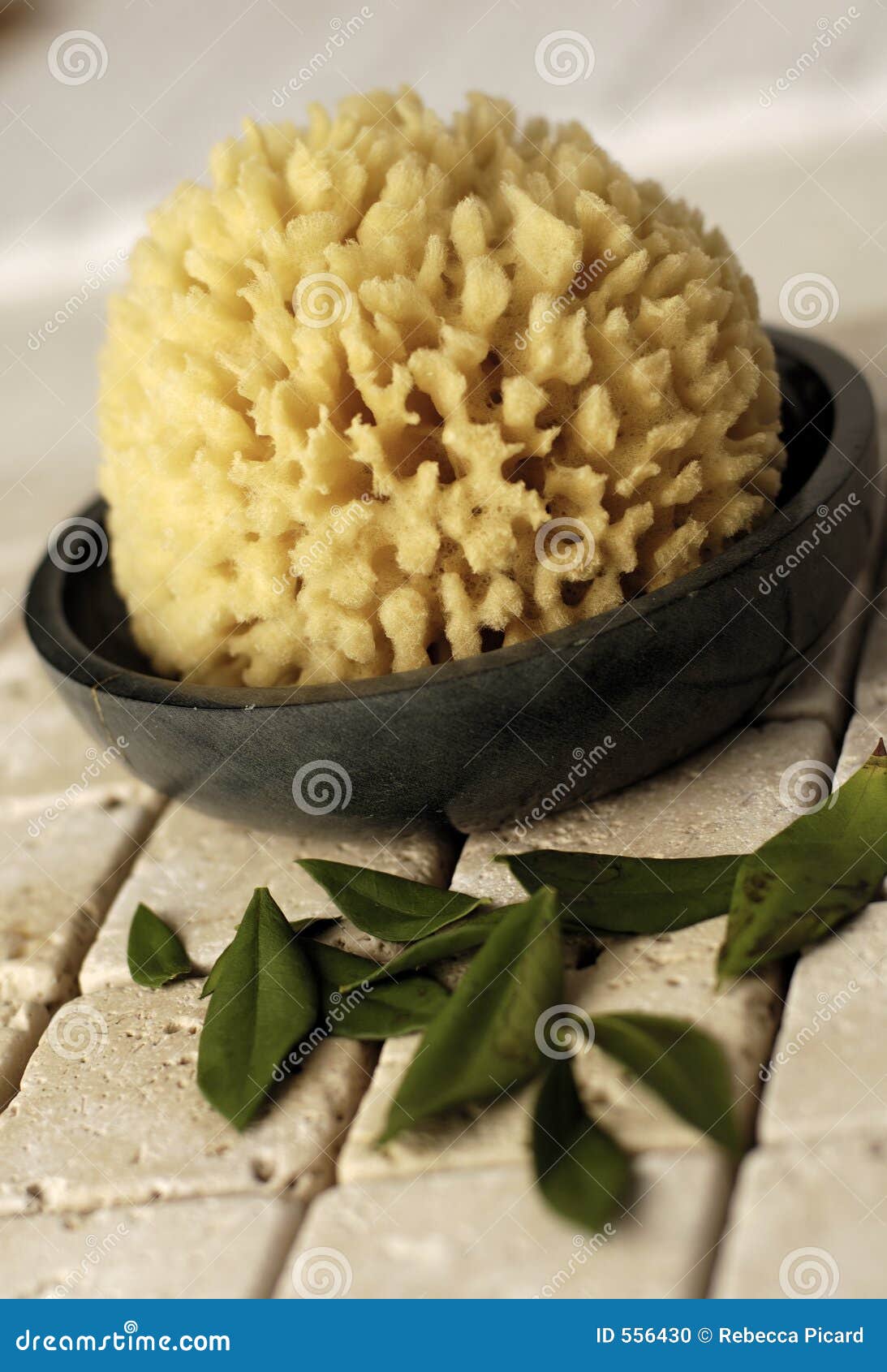 Sea Sponge and Herbs stock photo. Image of earth, globe 556430