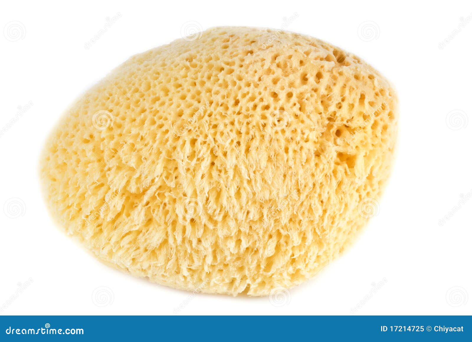 Sea Sponge Isolated On White Royalty Free Stock Photo Image 17214725