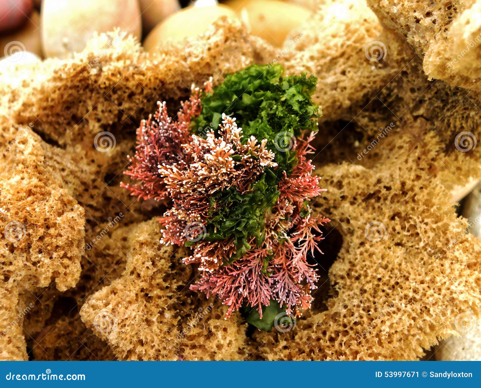 Sponge Seaweed Stock Images Download 480 Royalty Free Photos
