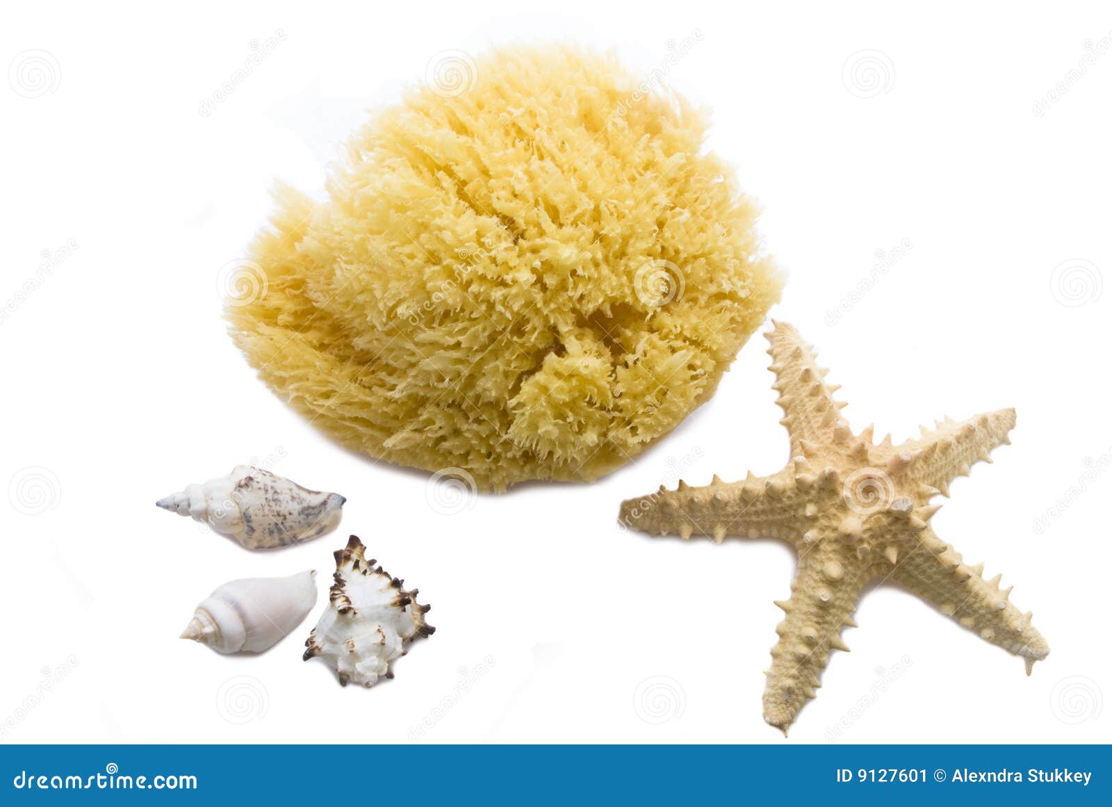 Sea sponge and starfish stock image. Image of skin, shell 9127601
