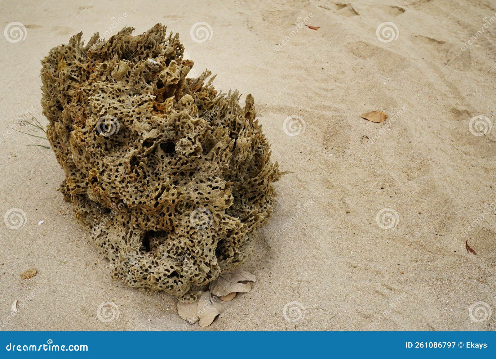 Sea sponge on the beach stock image. Image of natural 261086797