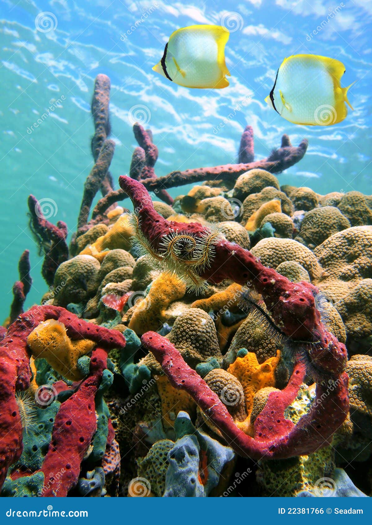 Sea Sponges and Water Surface Stock Photo Image of barbados, costa