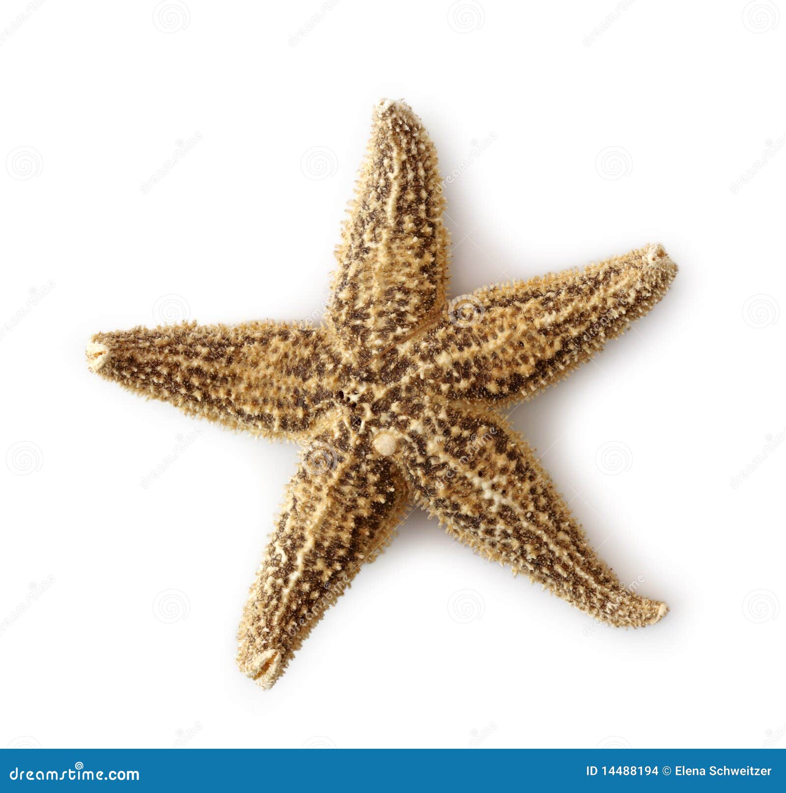 Sea star stock photo. Image of white, star, shell, background 14488194