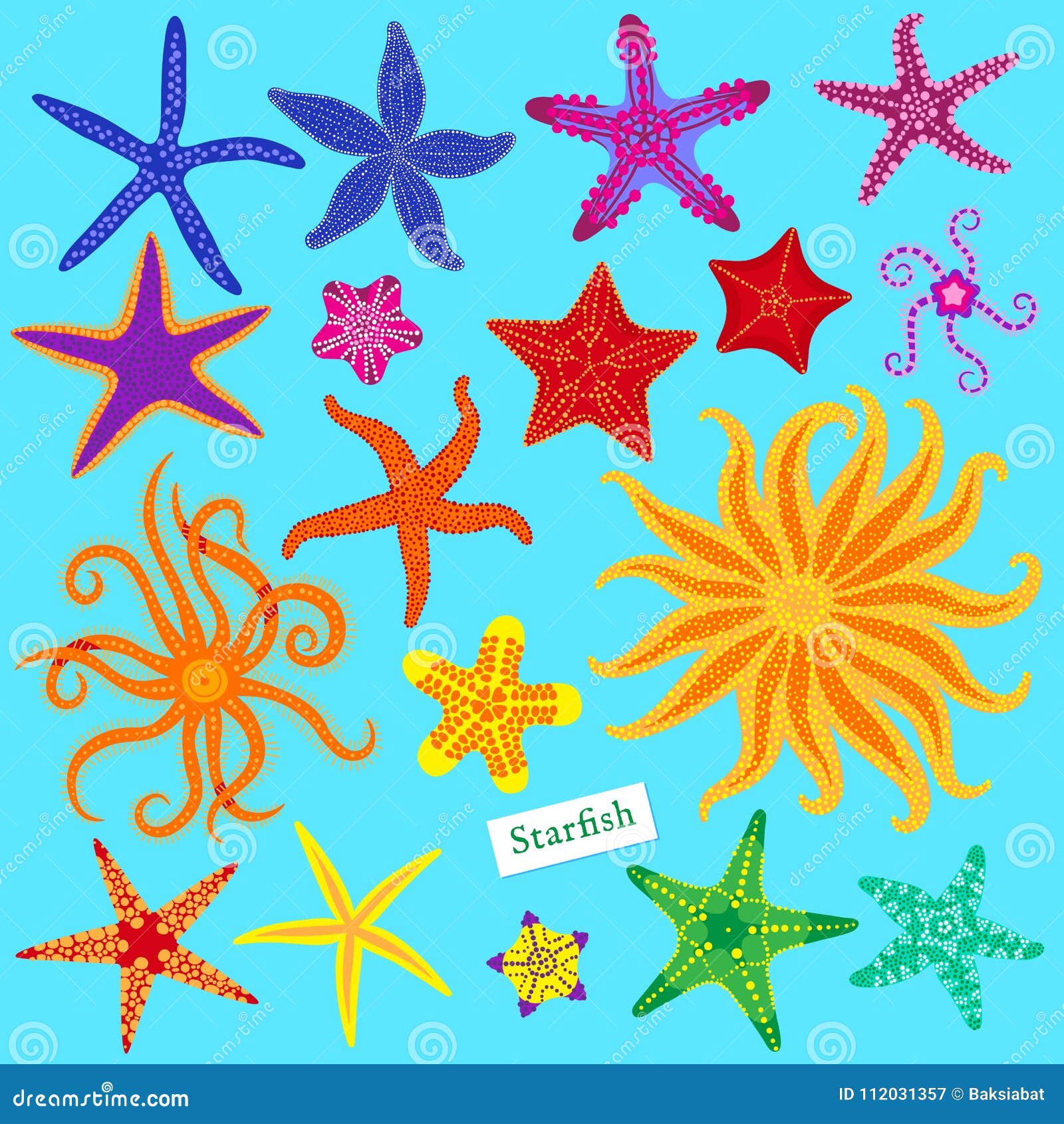 sea stars set. multicolored starfish. starfishes underwater invertebrate animal.  