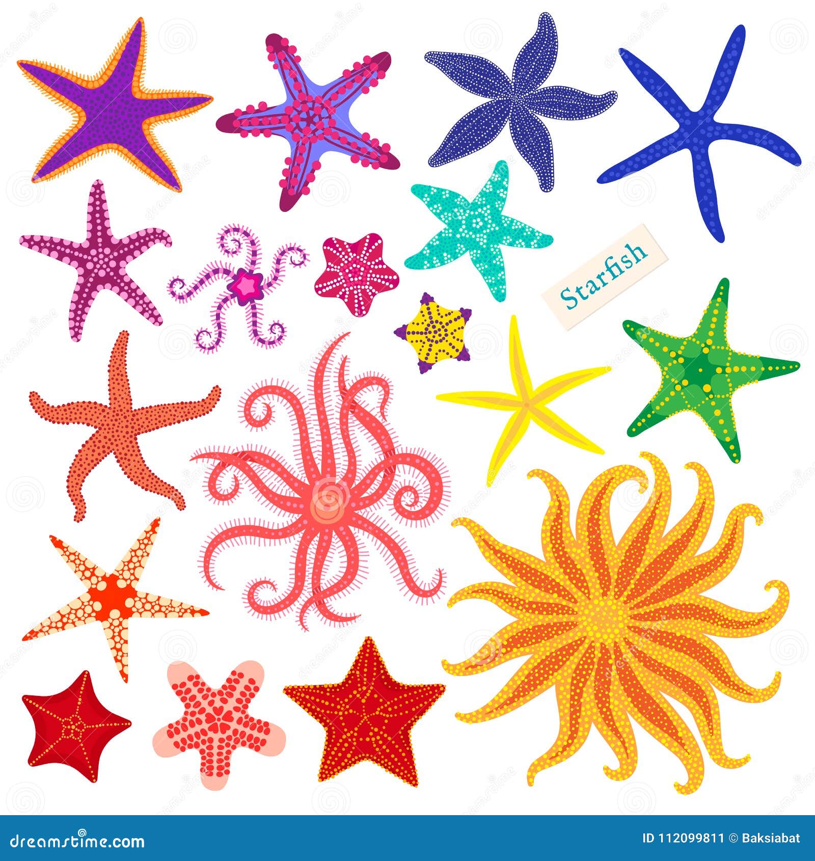 sea stars set. multicolored starfish on a white background. starfishes underwater invertebrate animal. 