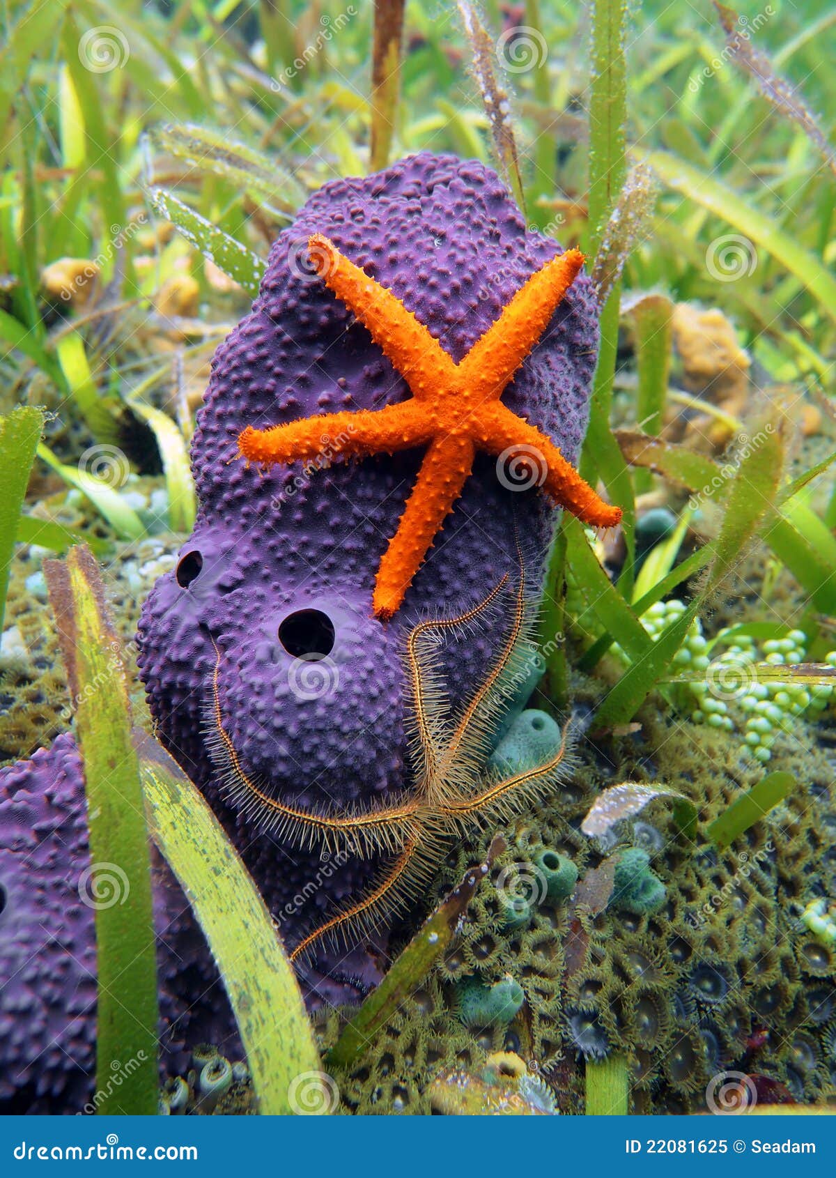 Sea stars and sponge stock image. Image of life, colorful 22081625