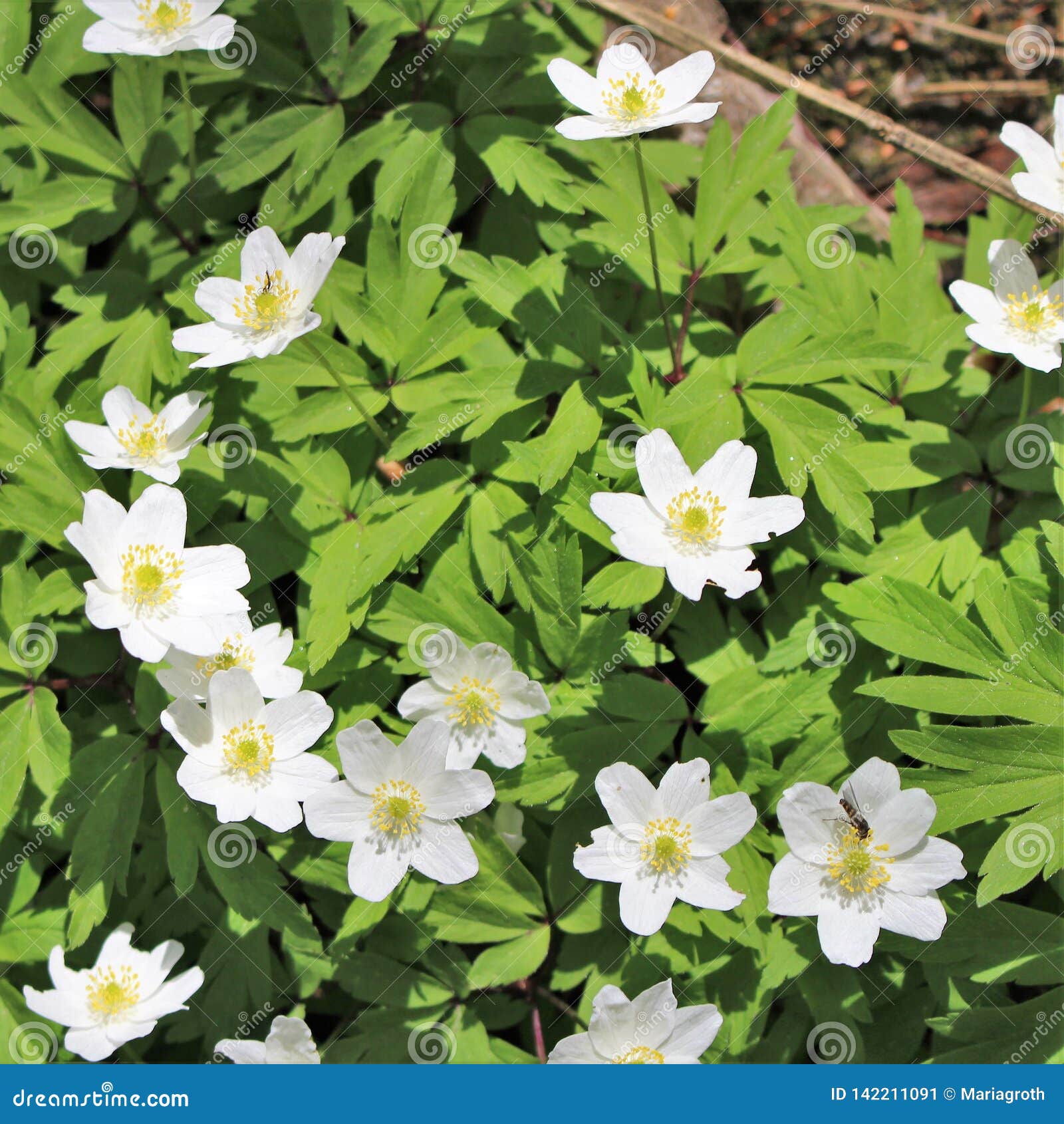 a sea of sweet wood anemones