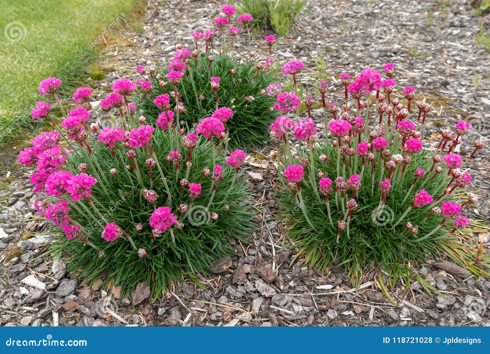 pink sea thrift plant in bloom