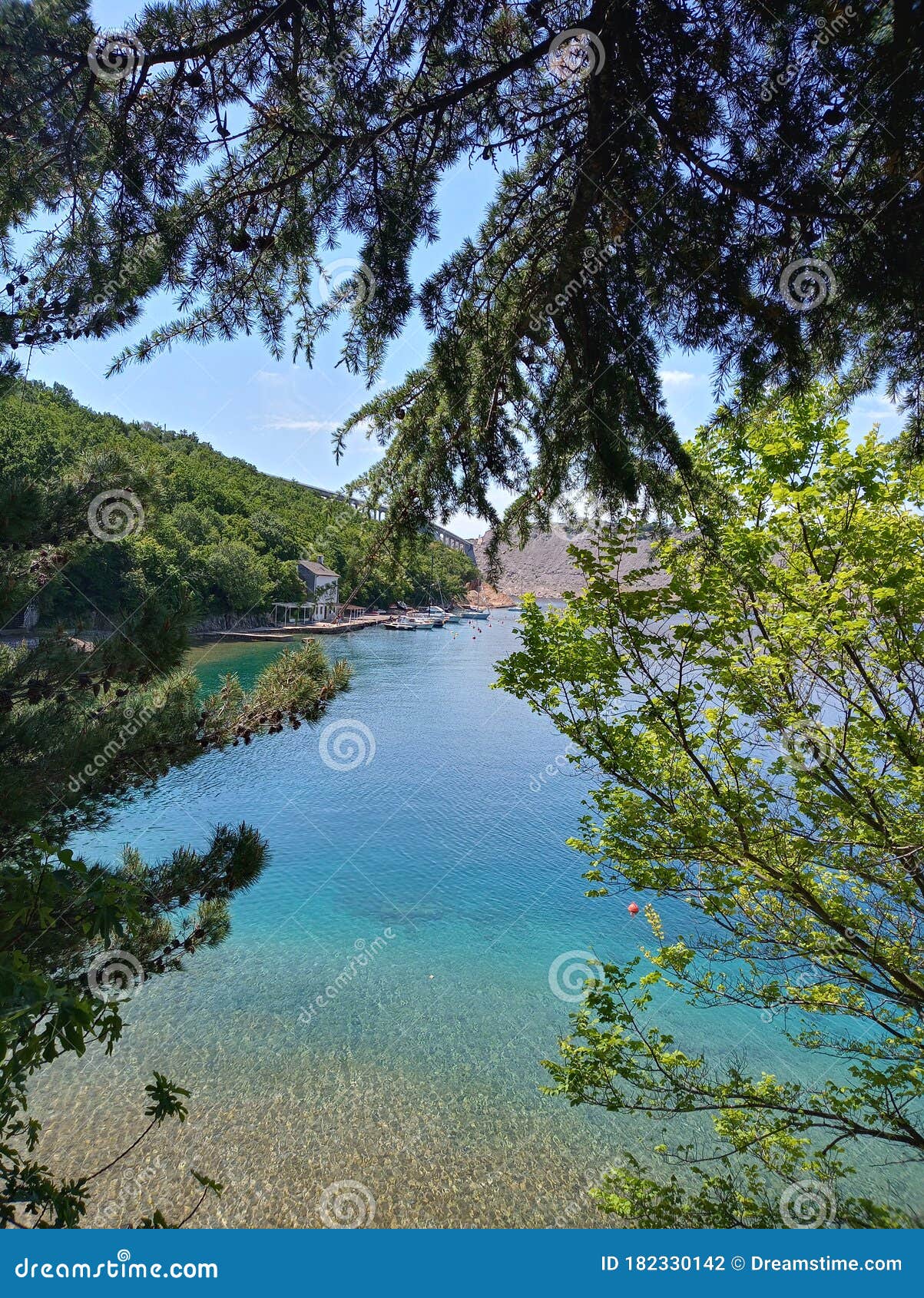 the view trought the pine branches
