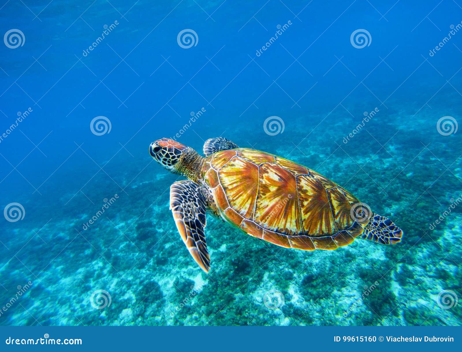 sea turtle in blue ocean closeup. green sea turtle closeup. endangered species of tropical coral reef.