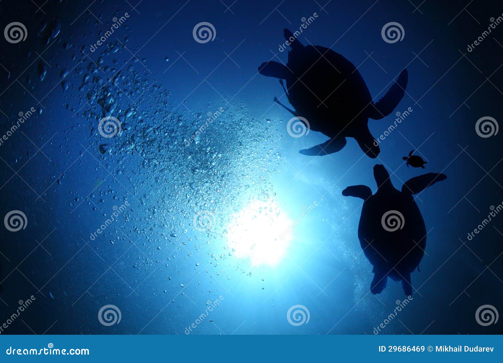 sea turtle family