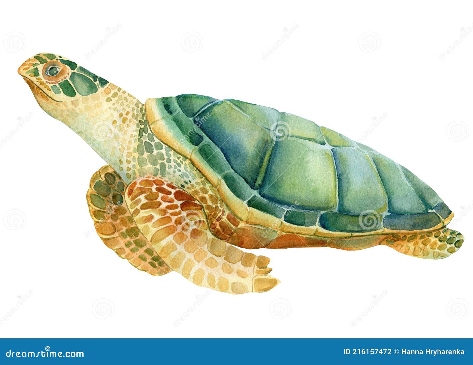 green sea turtle shell drawing