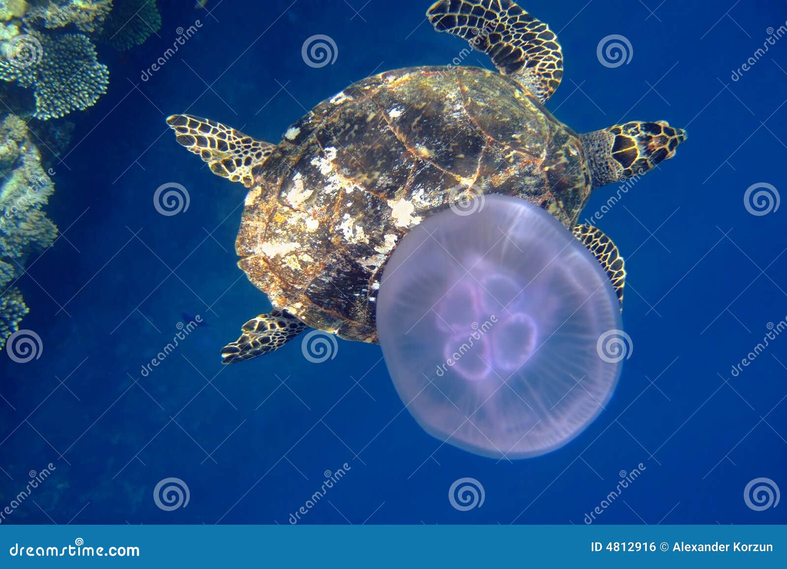 Sea turtle and jellyfish stock photo. Image of reptile 4812916