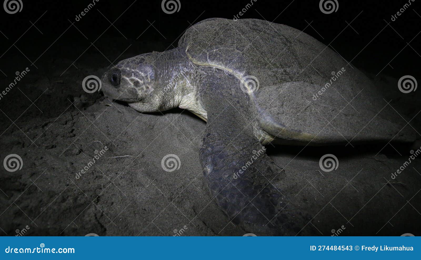 Sea Turtle Laying Eggs on the Beach in Maluku Stock Image Image of