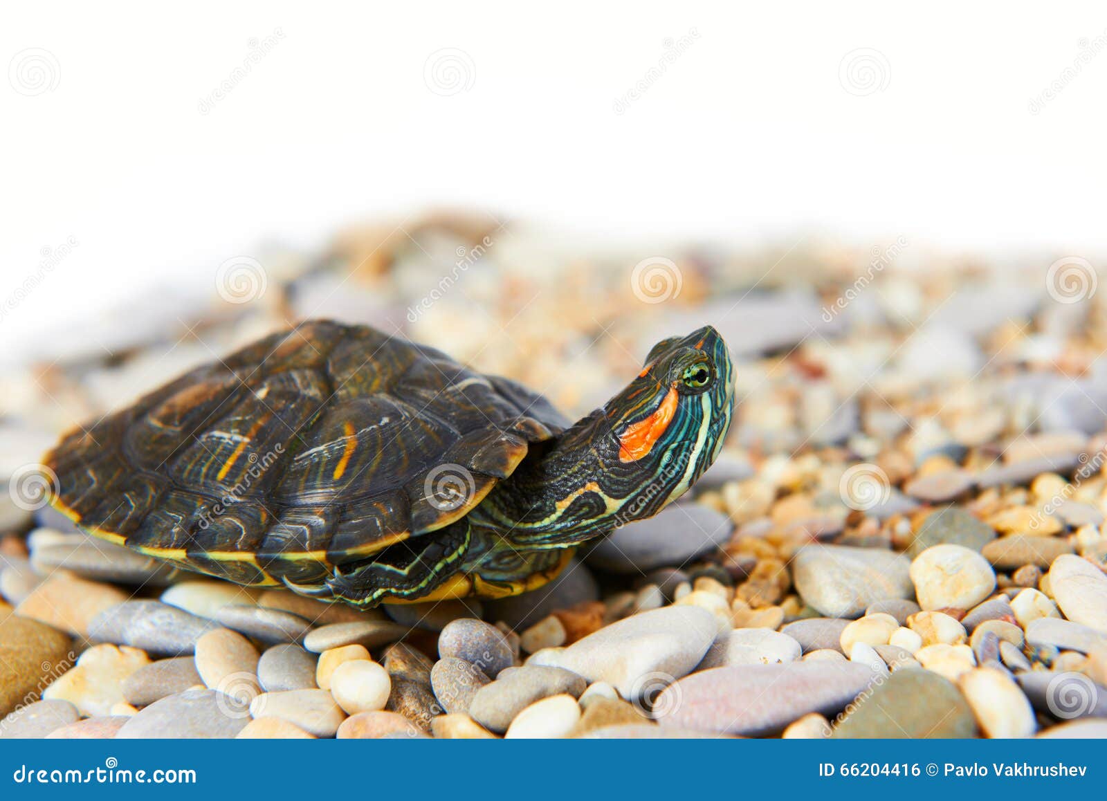 Sea turtle on the sand stock photo. Image of crawl, life 66204416