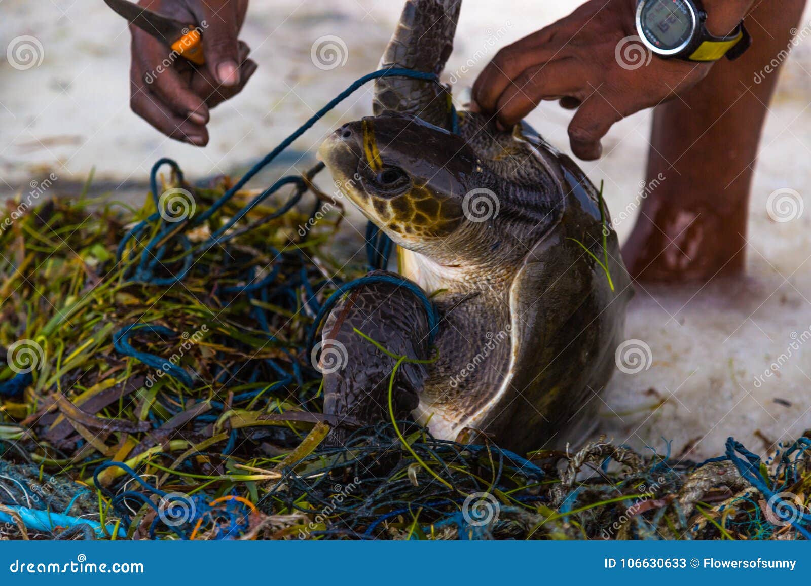 Sea Turtle Save in Maldives Island, Fishing Net Trapped Animal, Save Planet,  Go Green Concept Stock Image - Image of ecological, ecology: 106630633