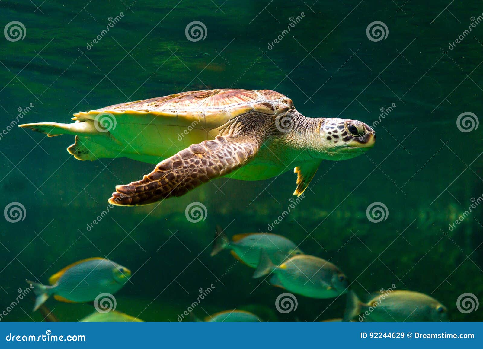 Sea Turtle Swimming in Museum Aquarium. Stock Image Image of reef, beach 92244629