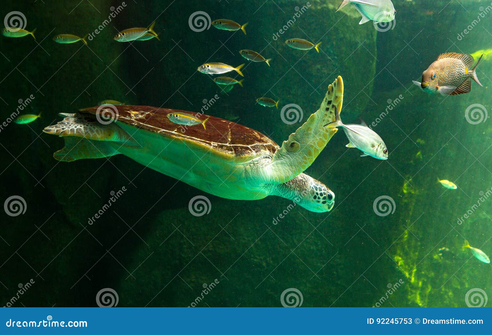 Sea Turtle Swimming in Museum Aquarium. Stock Image Image of aquarium, outdoor 92245753