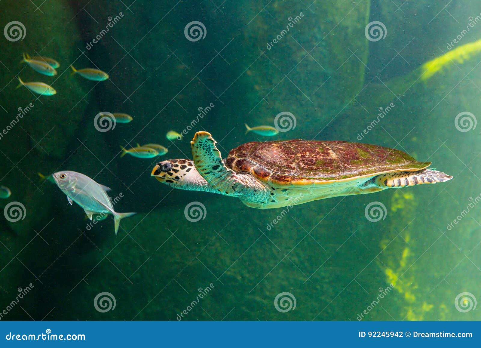 Sea Turtle Swimming in Museum Aquarium. Stock Photo Image of ocean, beach 92245942
