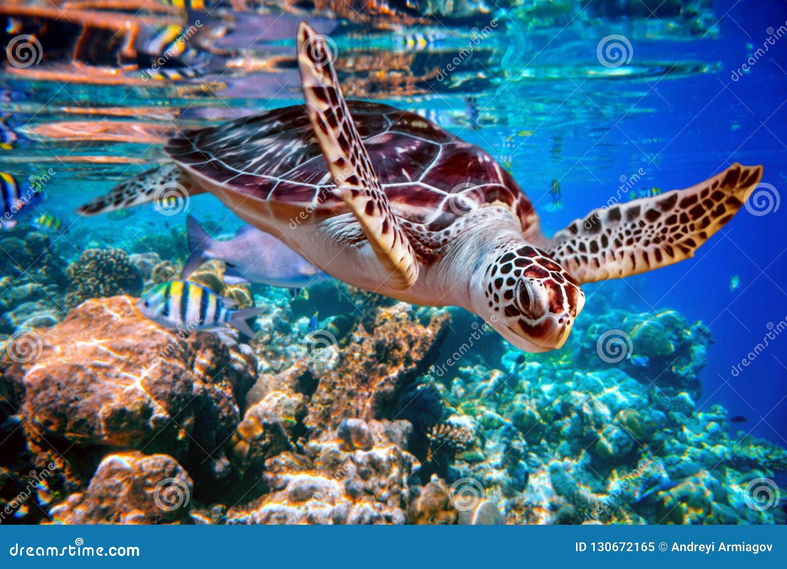 sea turtle swims under water on the background of coral reefs
