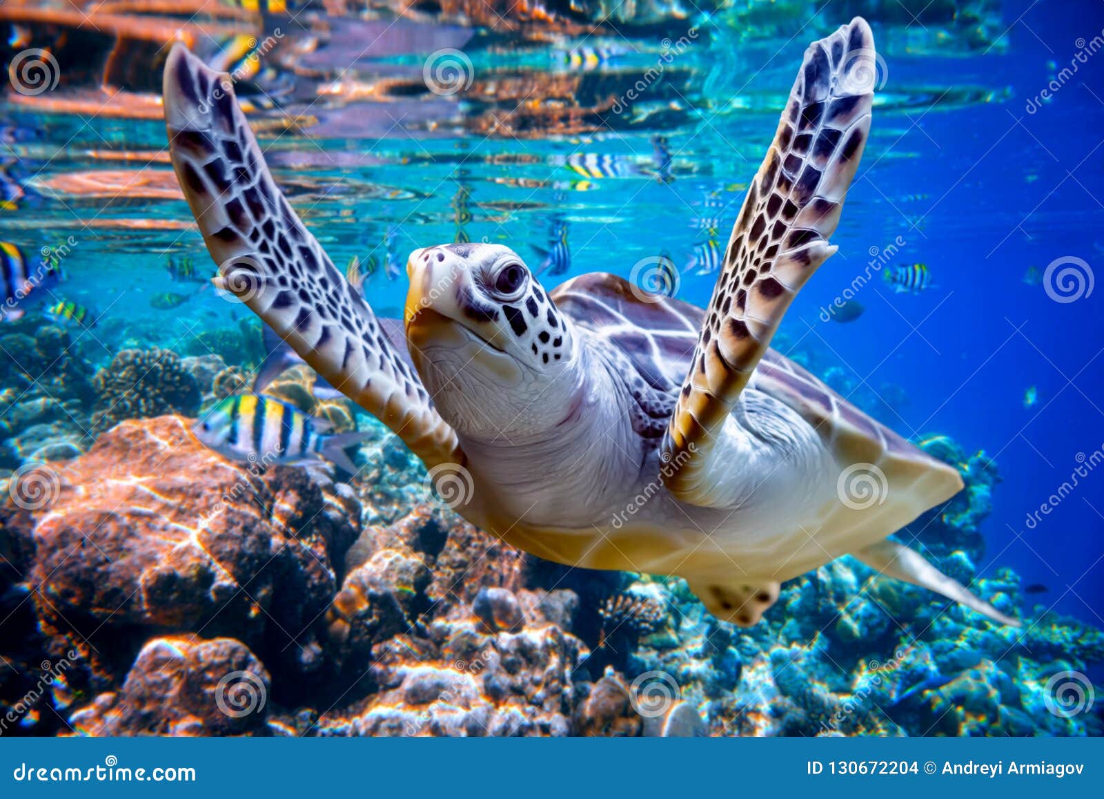 Sea Turtle Swims Under Water on the Background of Coral Reefs 
