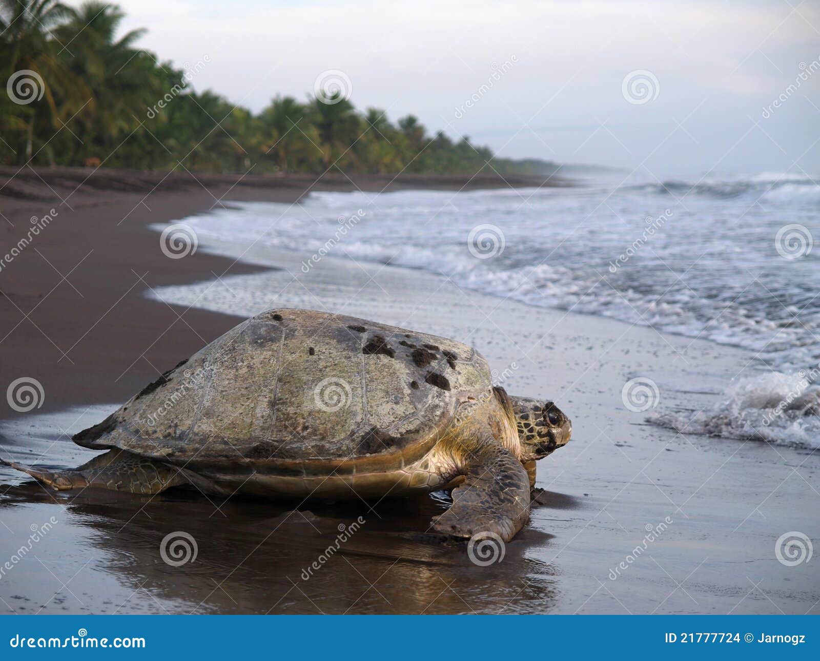 sea turtle in tortuguero national park, costa rica