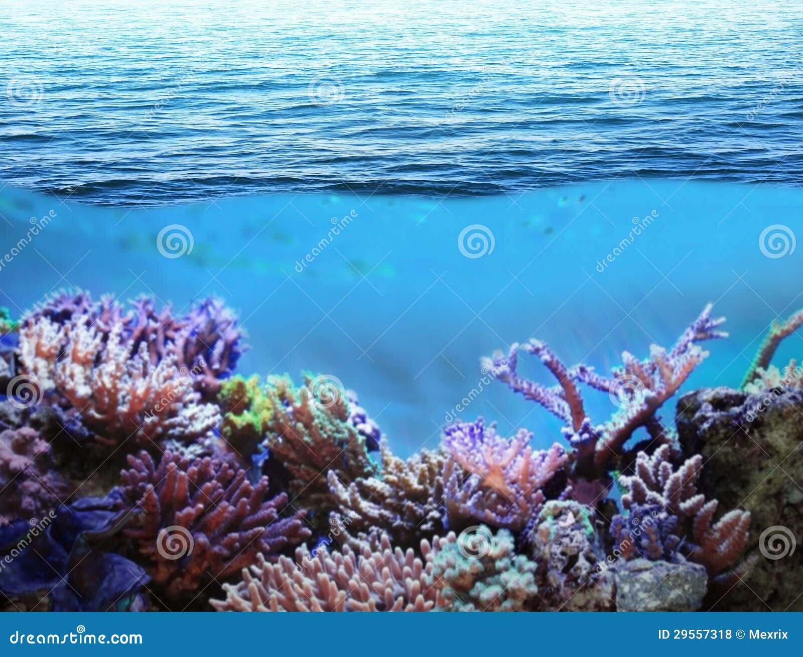 Sea underwater stock photo. Image of concept, nature - 29557318