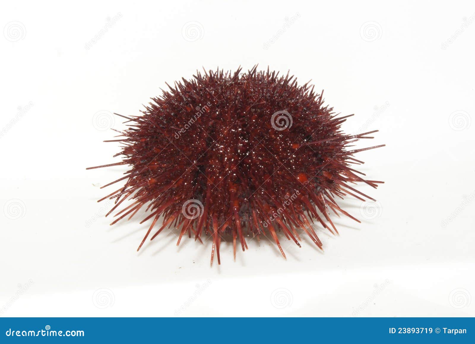 The sea urchin. stock image. Image of antarctica, frozen 23893719