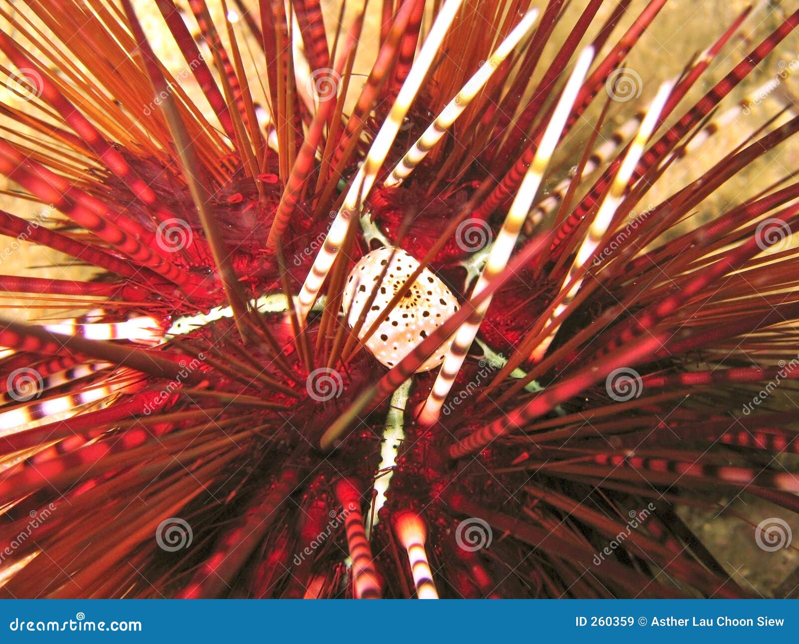Sea Urchin stock image. Image of underwater, japanese, delicacy 260359