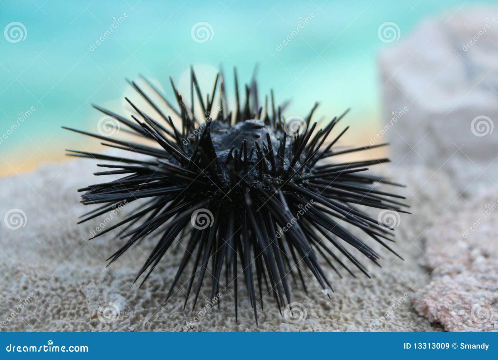 sea urchin close-up in greece